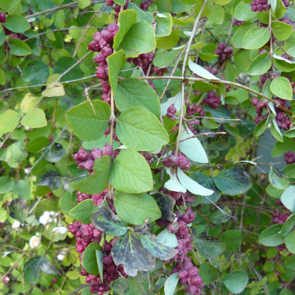 Korallenbeere - Symphoricarpos orbiculatus