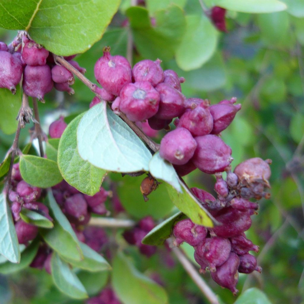 Korallenbeere - Symphoricarpos orbiculatus