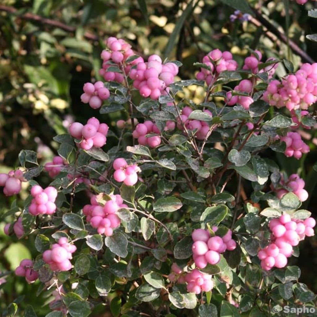 Symphorine, Symphoricarpos doorenbosii  Magical Candy