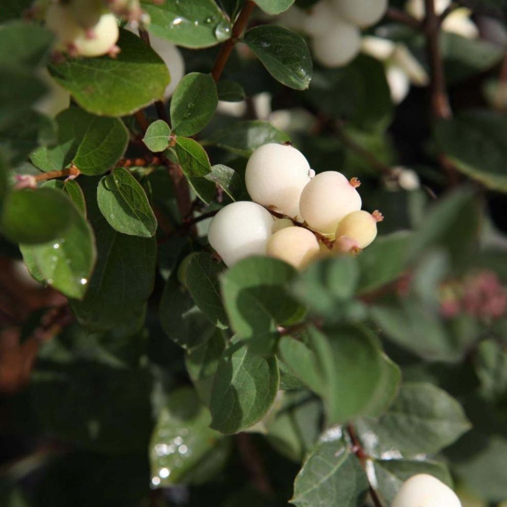 Schneebeere Magical Galaxy - Symphoricarpos