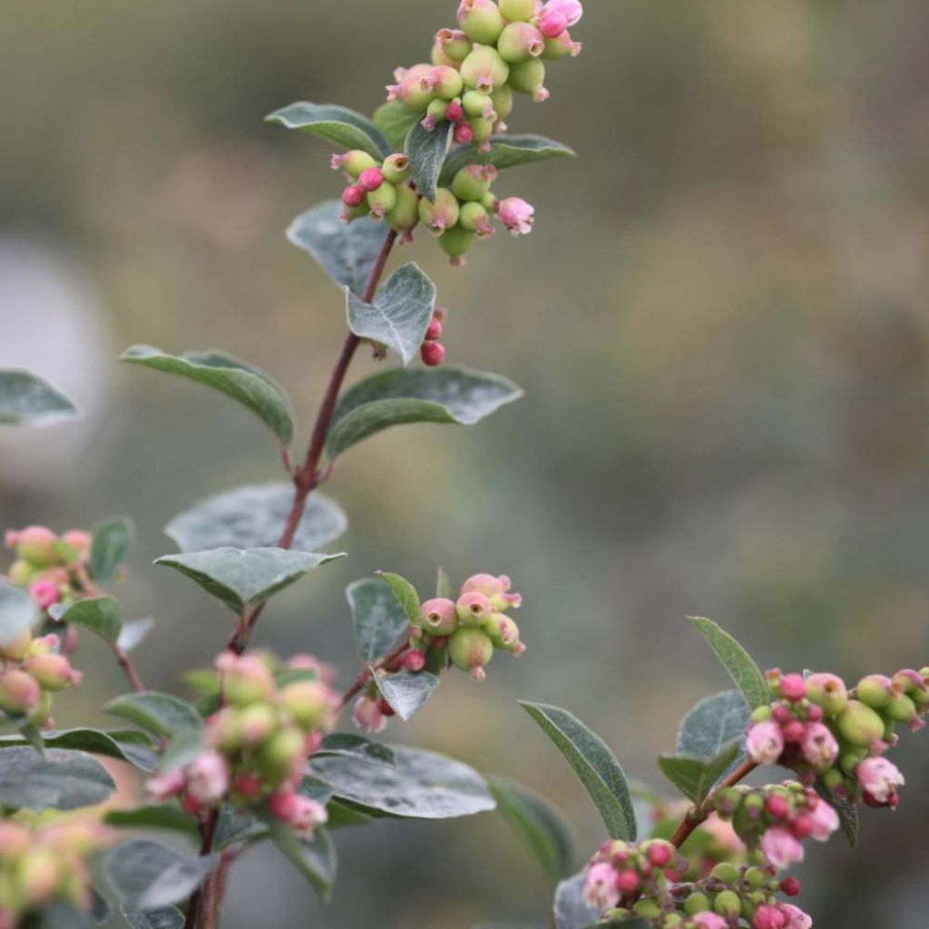 Schneebeere Magical Galaxy - Symphoricarpos