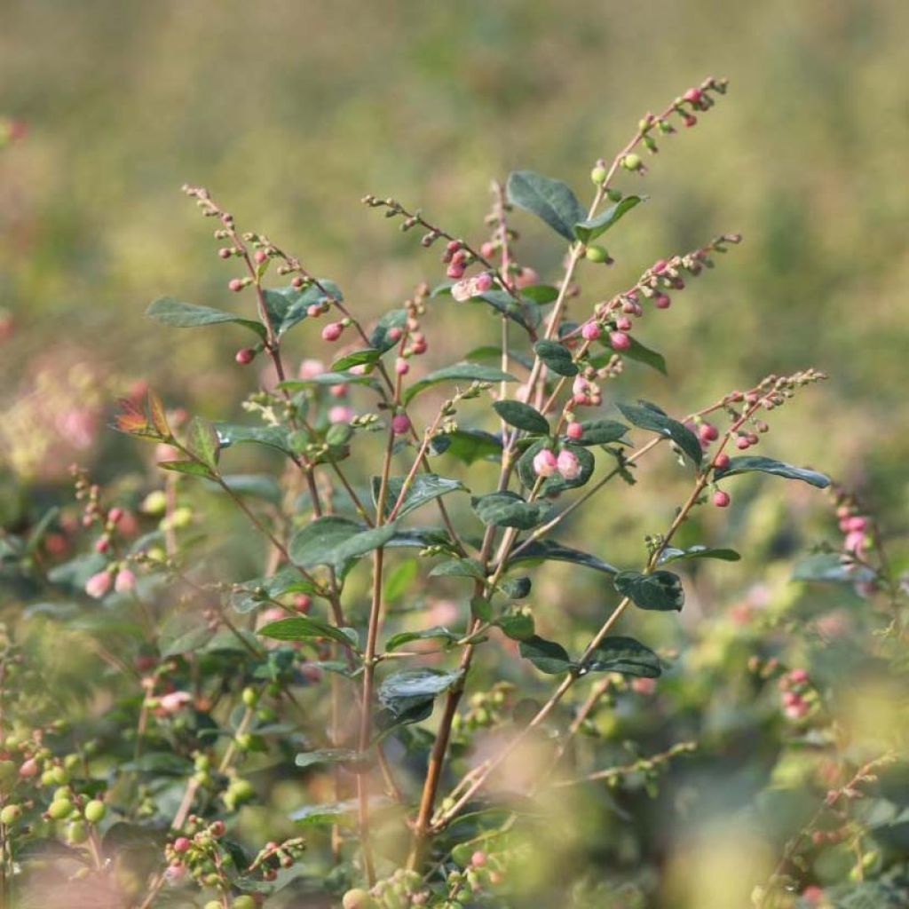 Schneebeere Magical Galaxy - Symphoricarpos