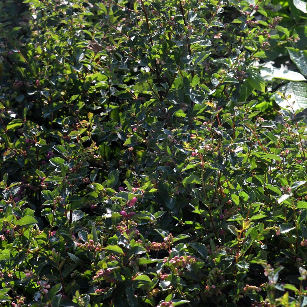 Symphorine, Symphoricarpos doorenbosii  Magical Candy