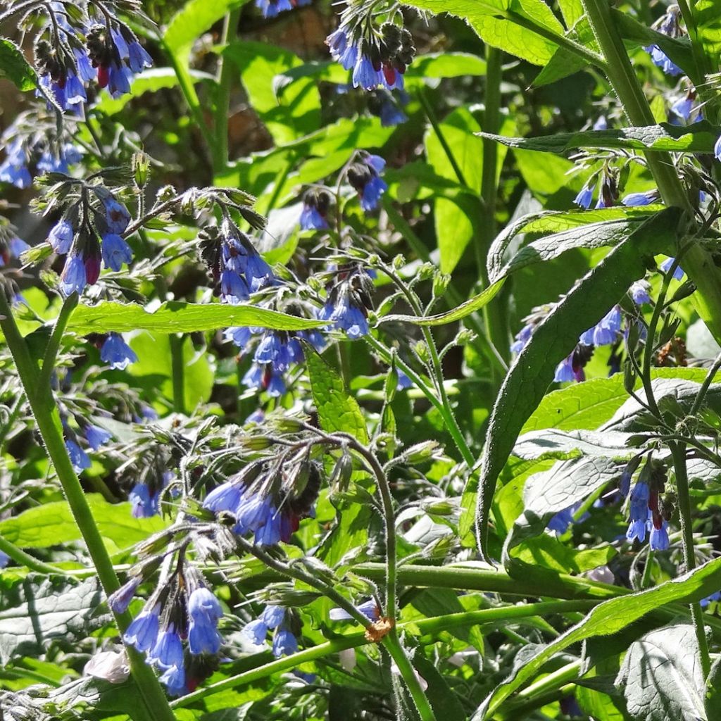 Symphytum azureum - Blauer Beinwell