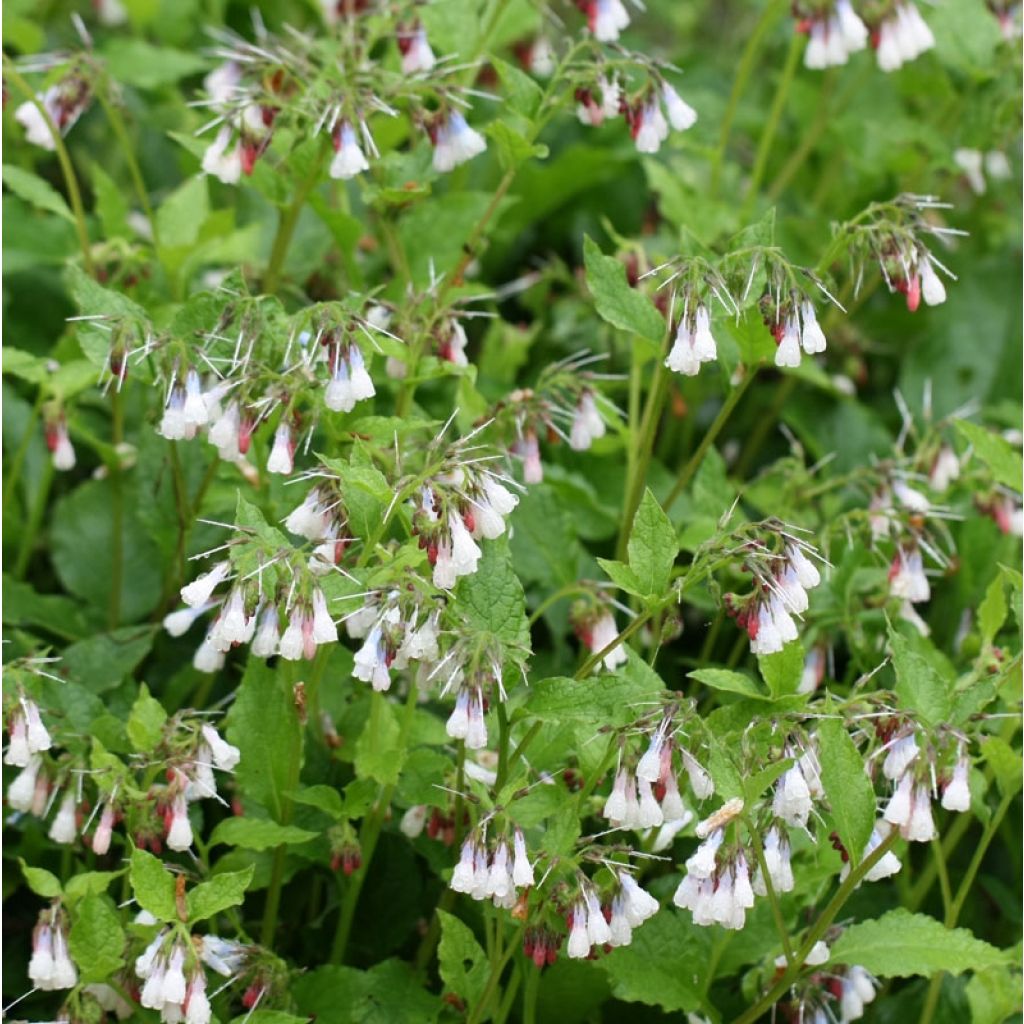 Symphytum grandiflorum Hidcote Pink - Kleiner Kaukasus Beinwell