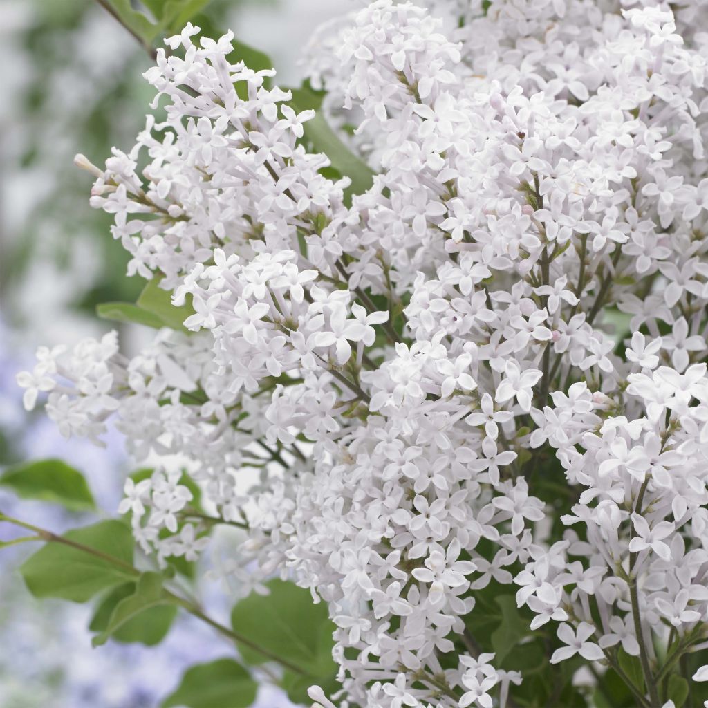 Zwerg-Duftflieder Flowerfesta White - Syringa meyeri