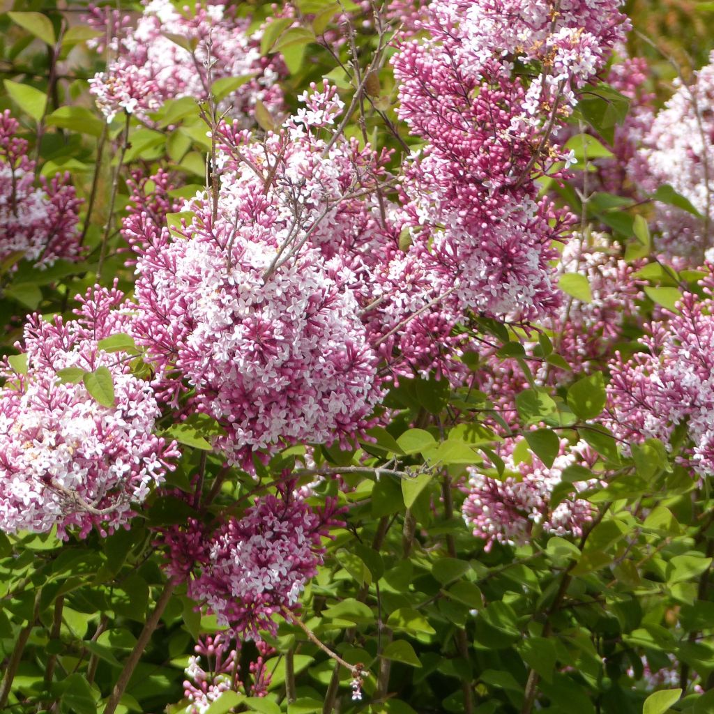 Zwerg-Flieder Superba - Syringa microphylla