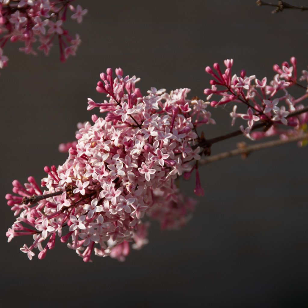 Zwerg-Flieder Superba - Syringa microphylla