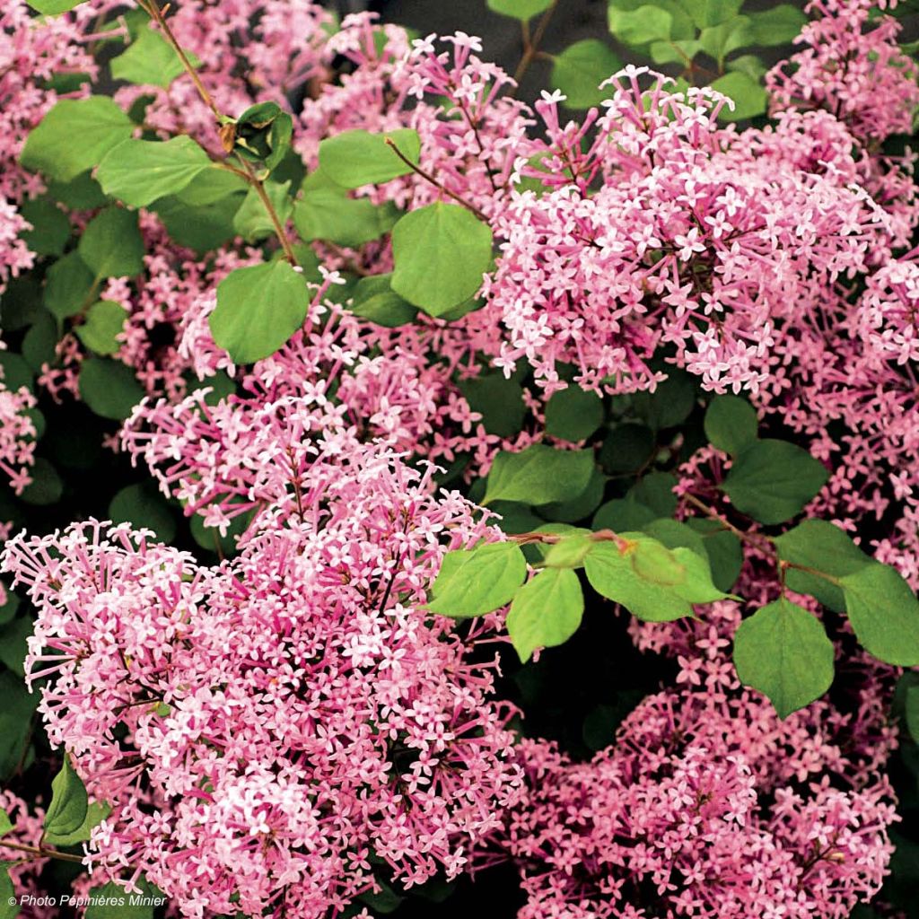 Zwerg-Flieder Red Pixie - Syringa microphylla