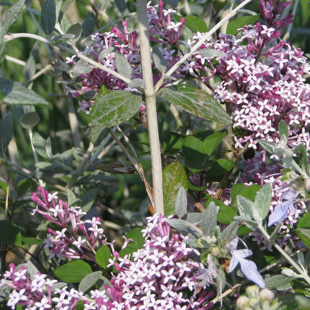 Zwerg-Flieder Red Pixie - Syringa microphylla