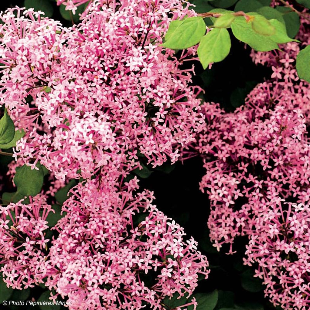 Zwerg-Flieder Red Pixie - Syringa microphylla