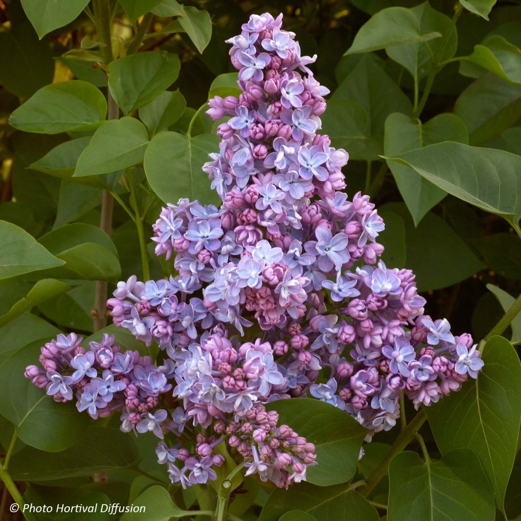 Edelflieder Président Grevy - Syringa vulgaris