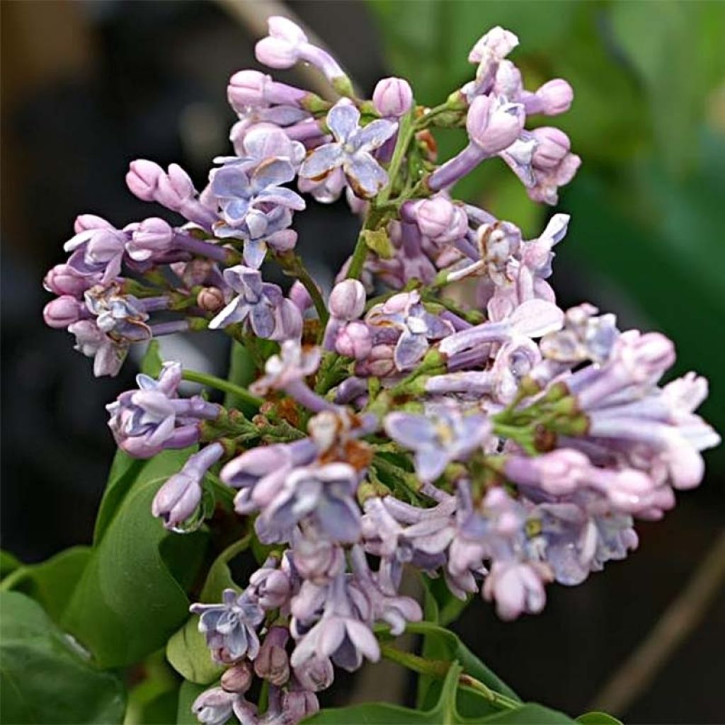 Edelflieder Président Grevy - Syringa vulgaris