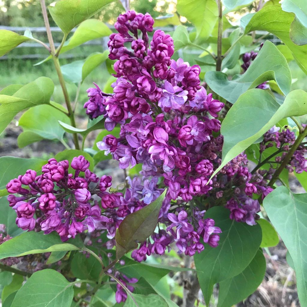 Edelflieder Prince Wolkonsky - Syringa vulgaris