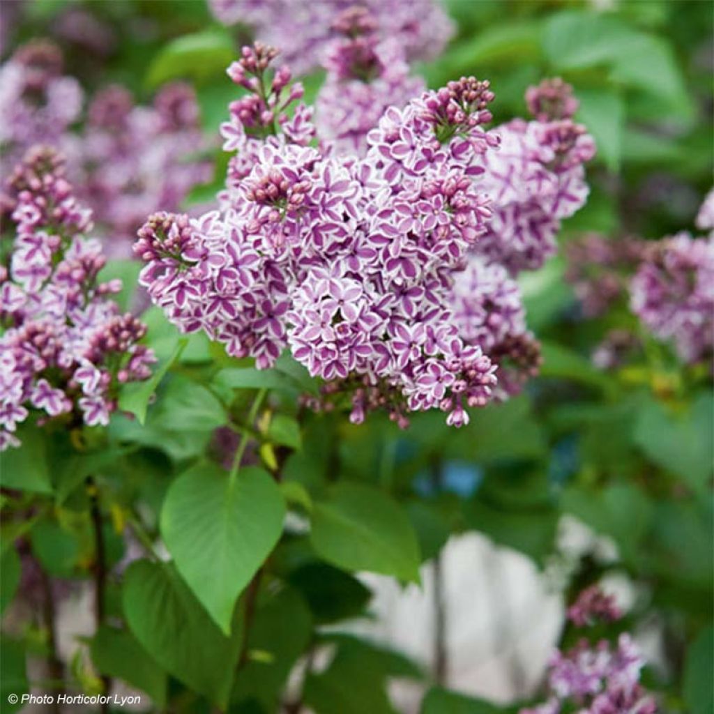 Edelflieder Sensation - Syringa vulgaris