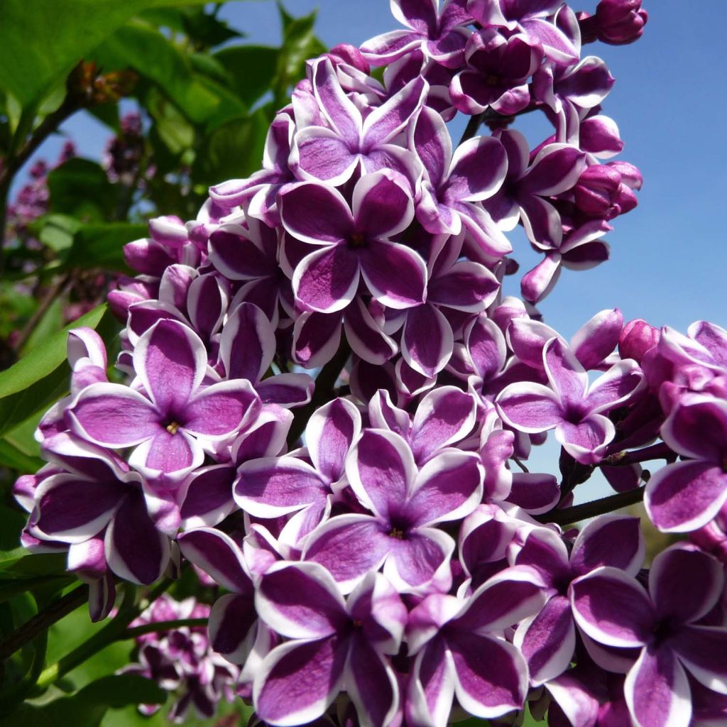 Edelflieder Sensation - Syringa vulgaris