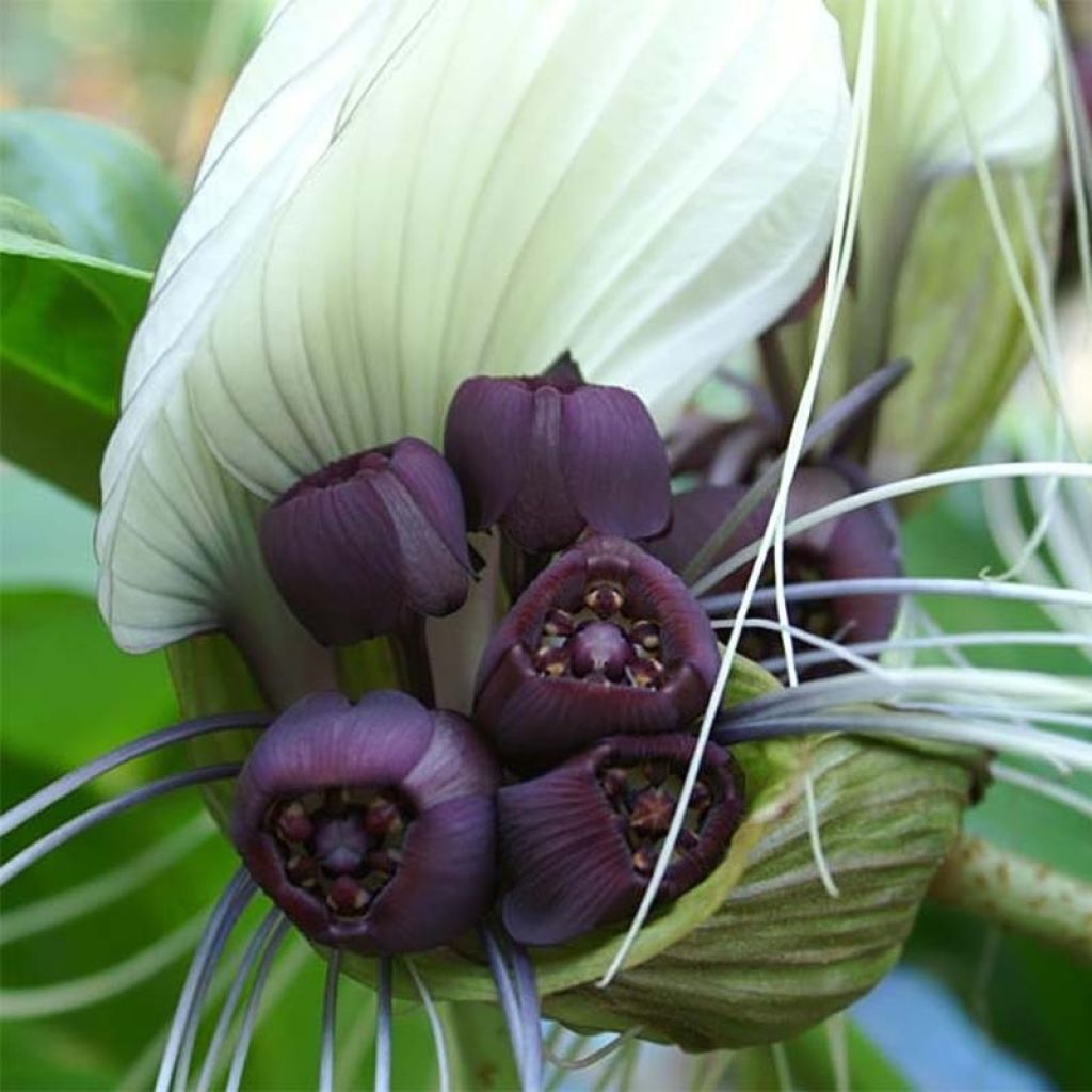 Tacca integrifolia - Weiße Fledermausblume