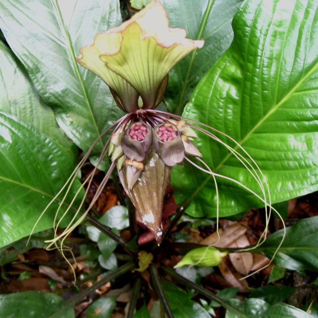 Tacca integrifolia - Weiße Fledermausblume