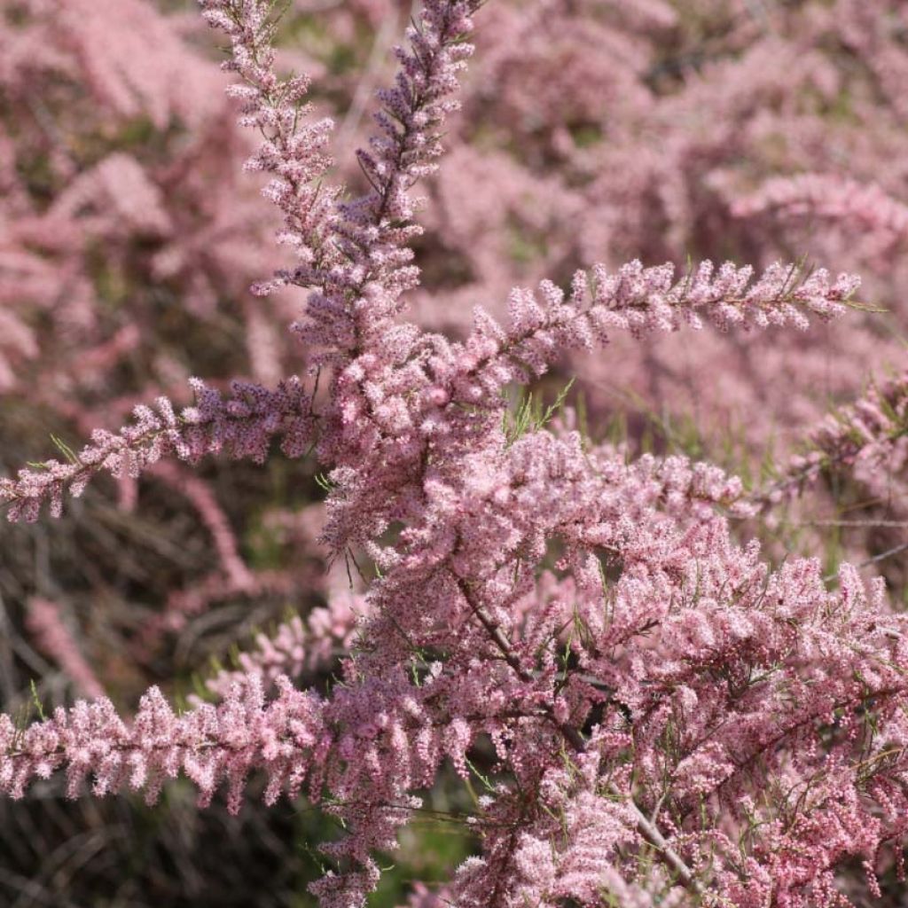 Tamarix parviflora - Kleinblütige Tamariske