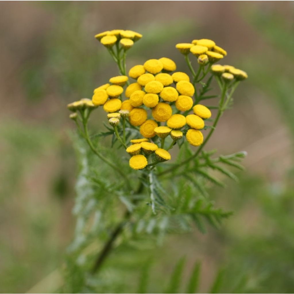 Rainfarn (Pflanzen) - Tanacetum vulgare