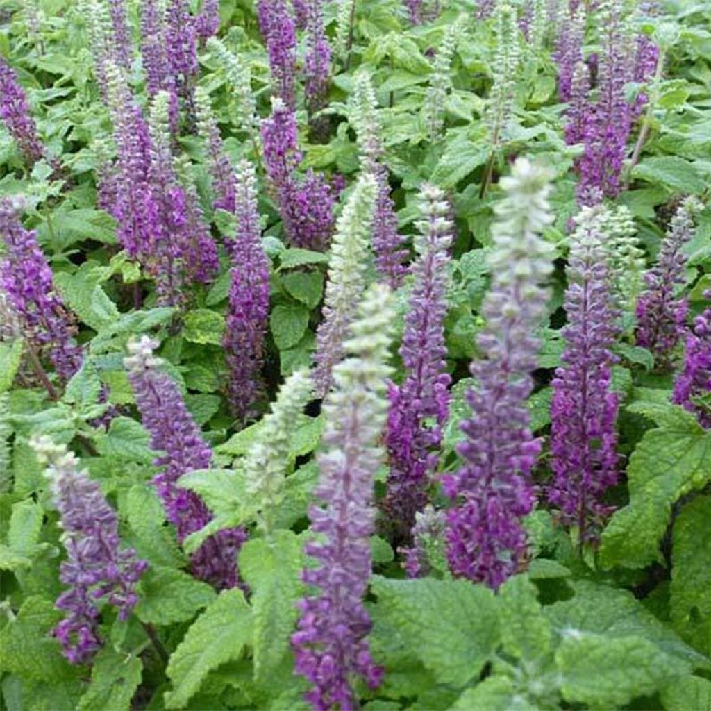 Teucrium hircanicum - Kaukasus-Gamander