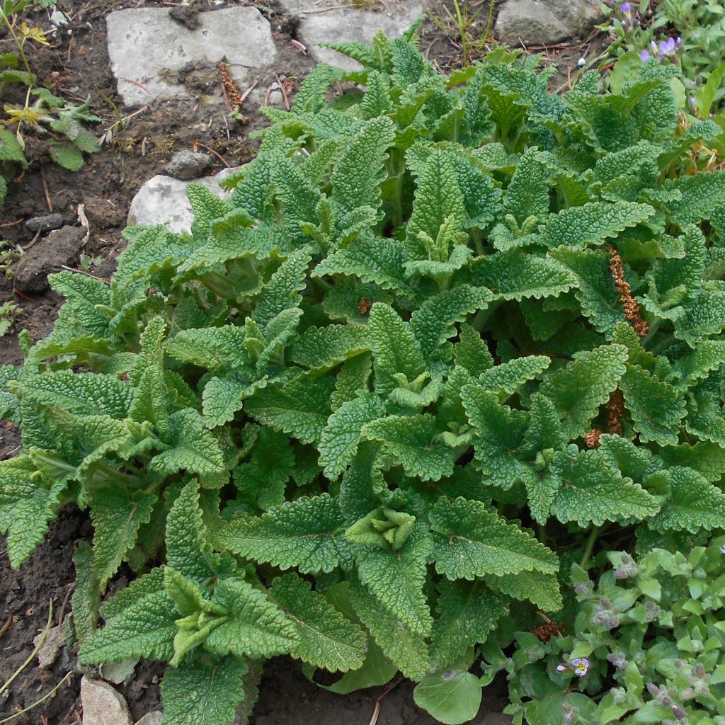 Teucrium hircanicum - Kaukasus-Gamander