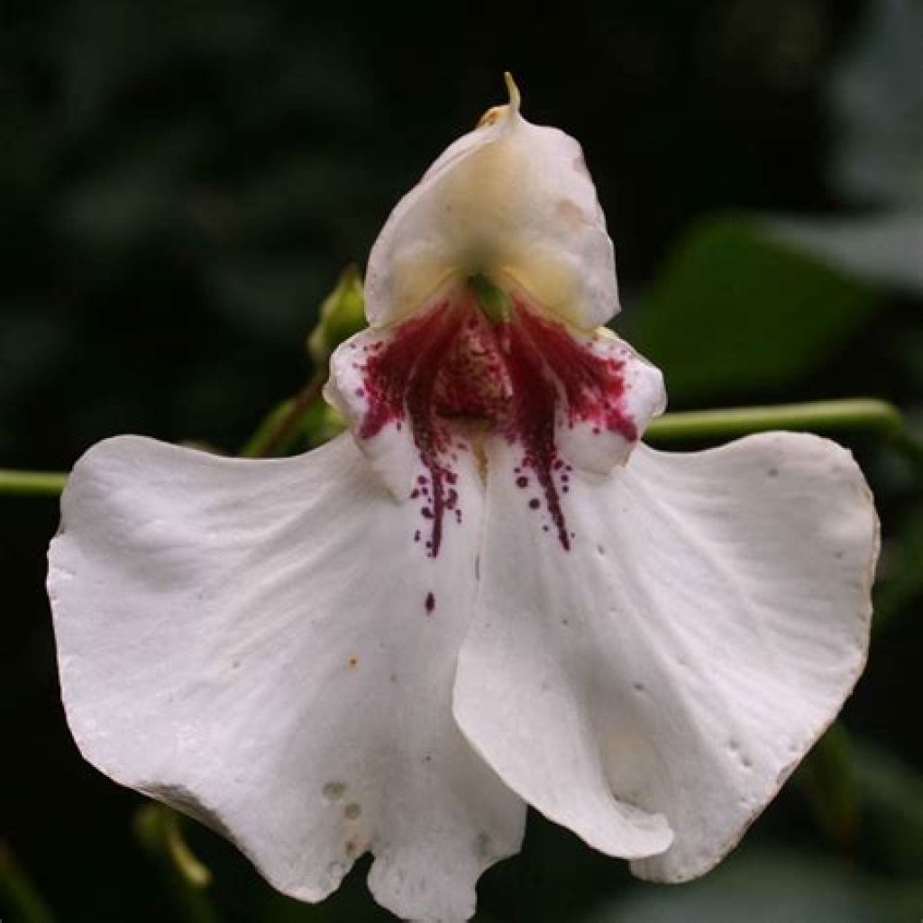 Impatiens tinctoria - Springkraut