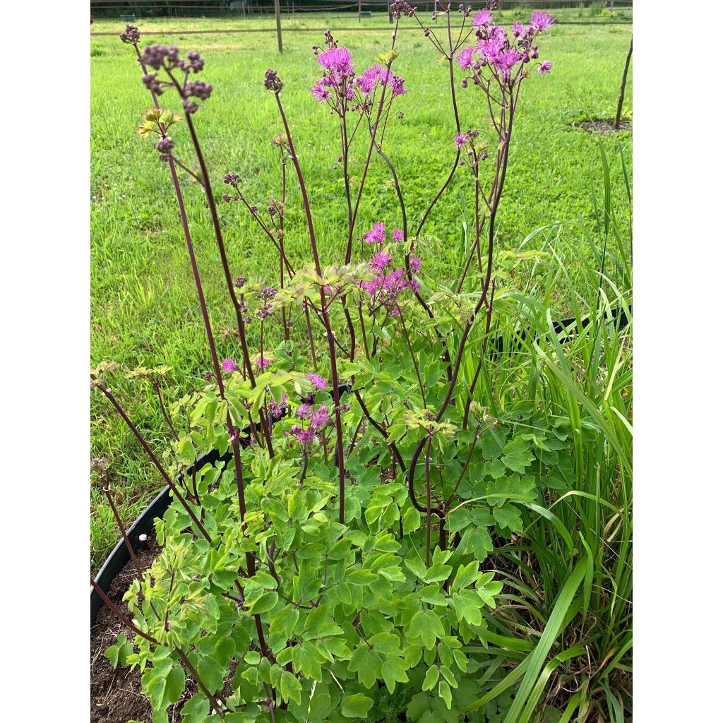 Thalictrum Black Stockings - Wiesenraute