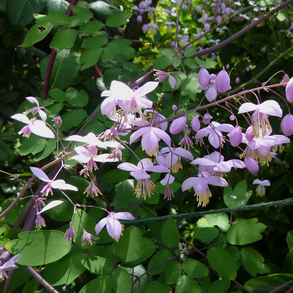 Thalictrum delavayi Splendide - Delavays Wiesenraute