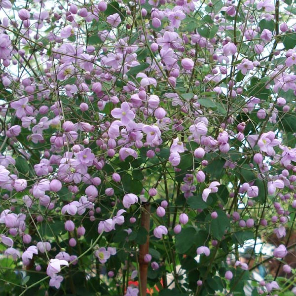 Thalictrum delavayi Splendide - Delavays Wiesenraute