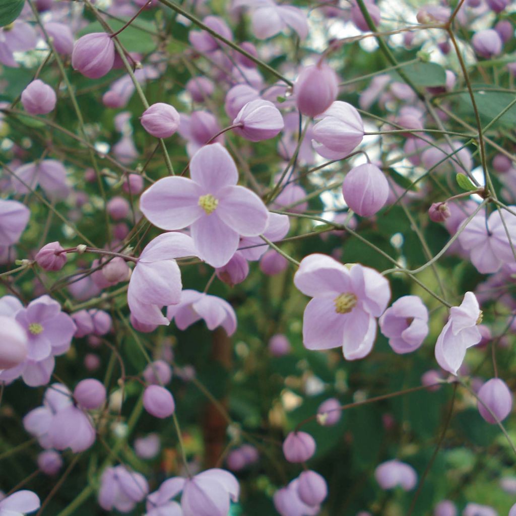 Thalictrum delavayi Splendide - Delavays Wiesenraute