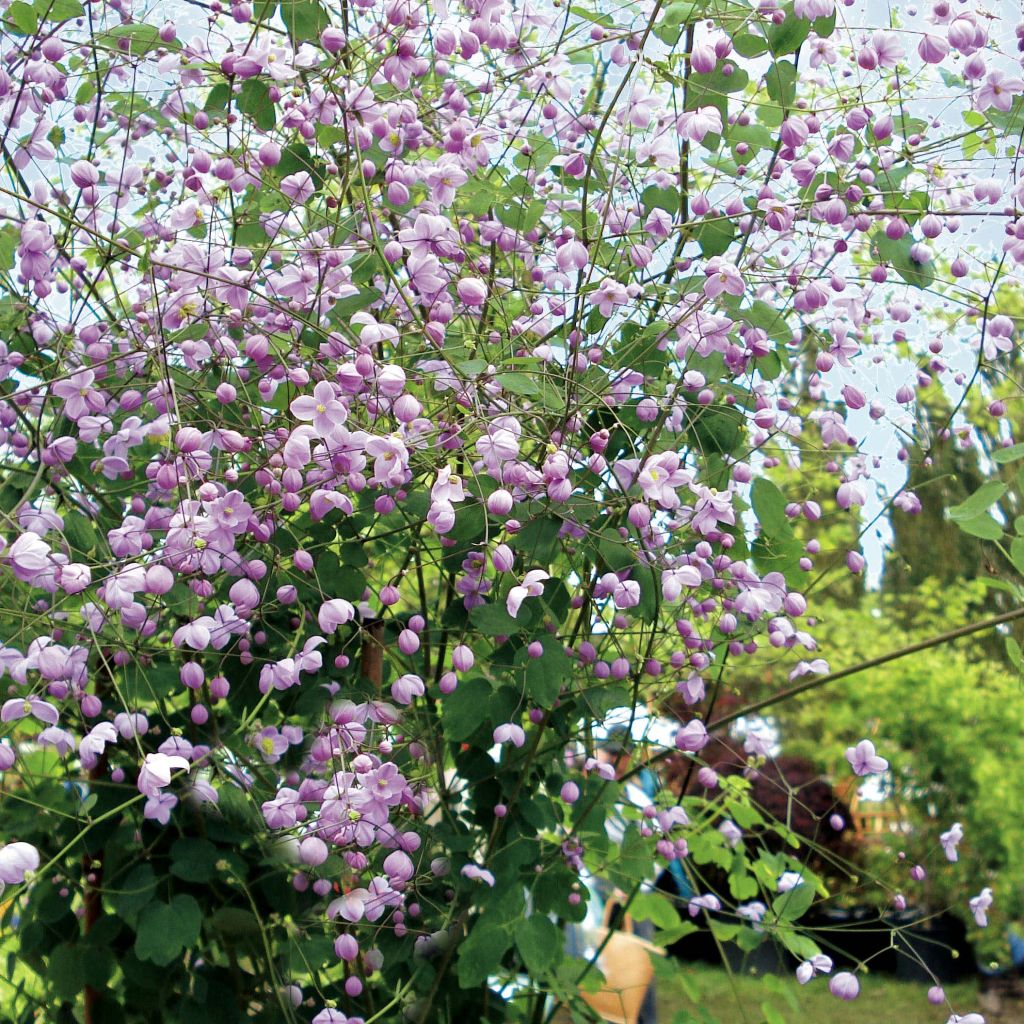 Thalictrum delavayi Splendide - Delavays Wiesenraute