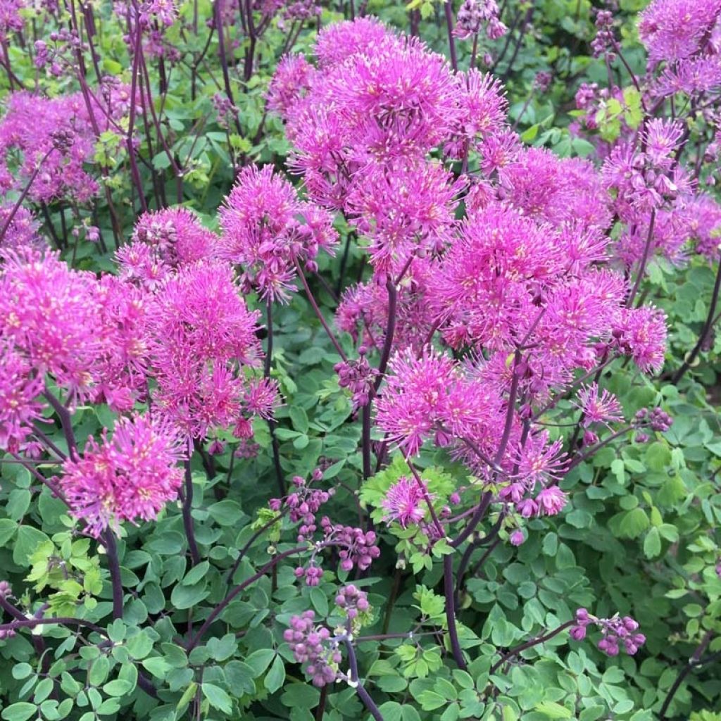 Thalictrum Little Pinkie - Wiesenraute