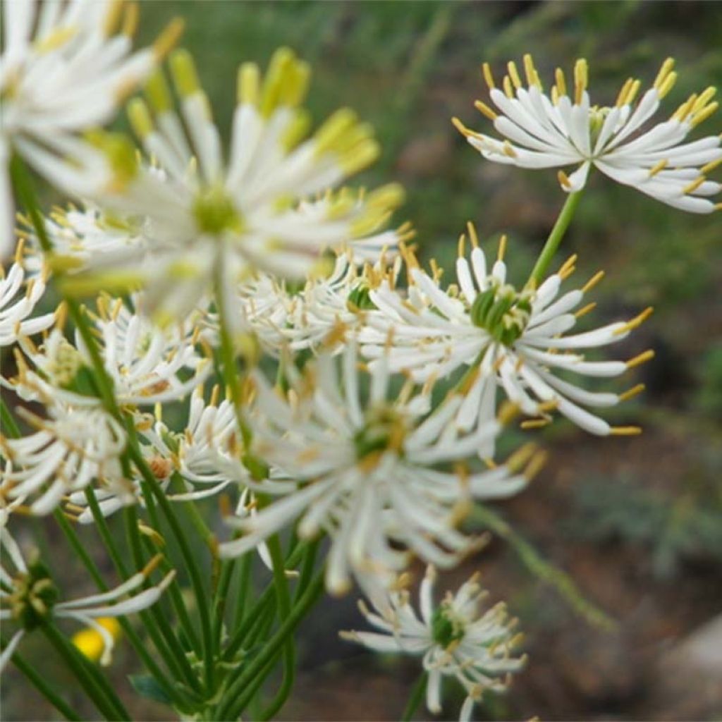 Thalictrum petaloideum - Wiesenraute