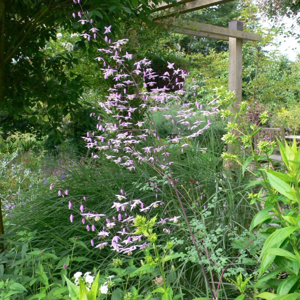 Thalictrum petaloideum - Wiesenraute