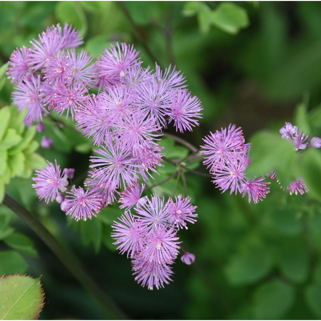 Thalictrum aquilegiifolium - Akeleiblättrige Wiesenraute