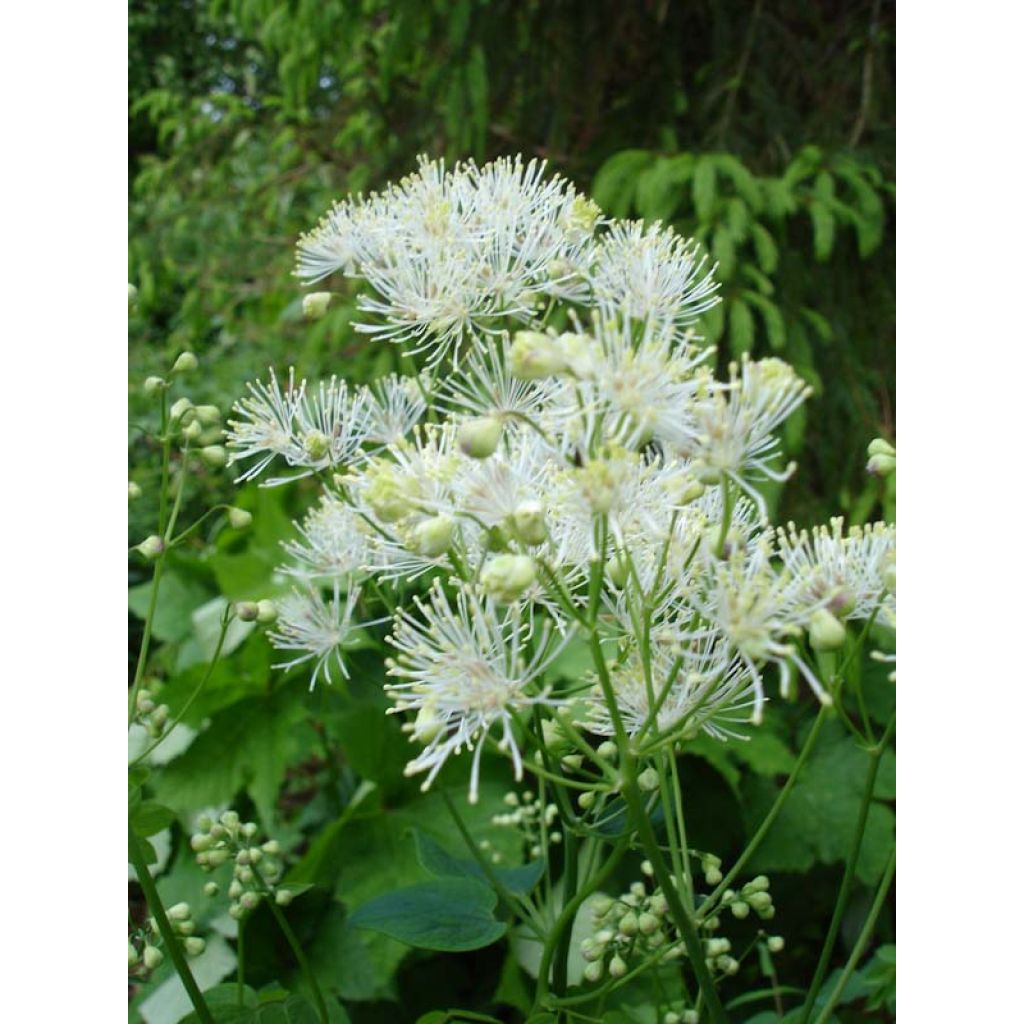 Thalictrum aquilegifolium Album - Akeleiblättrige Wiesenraute