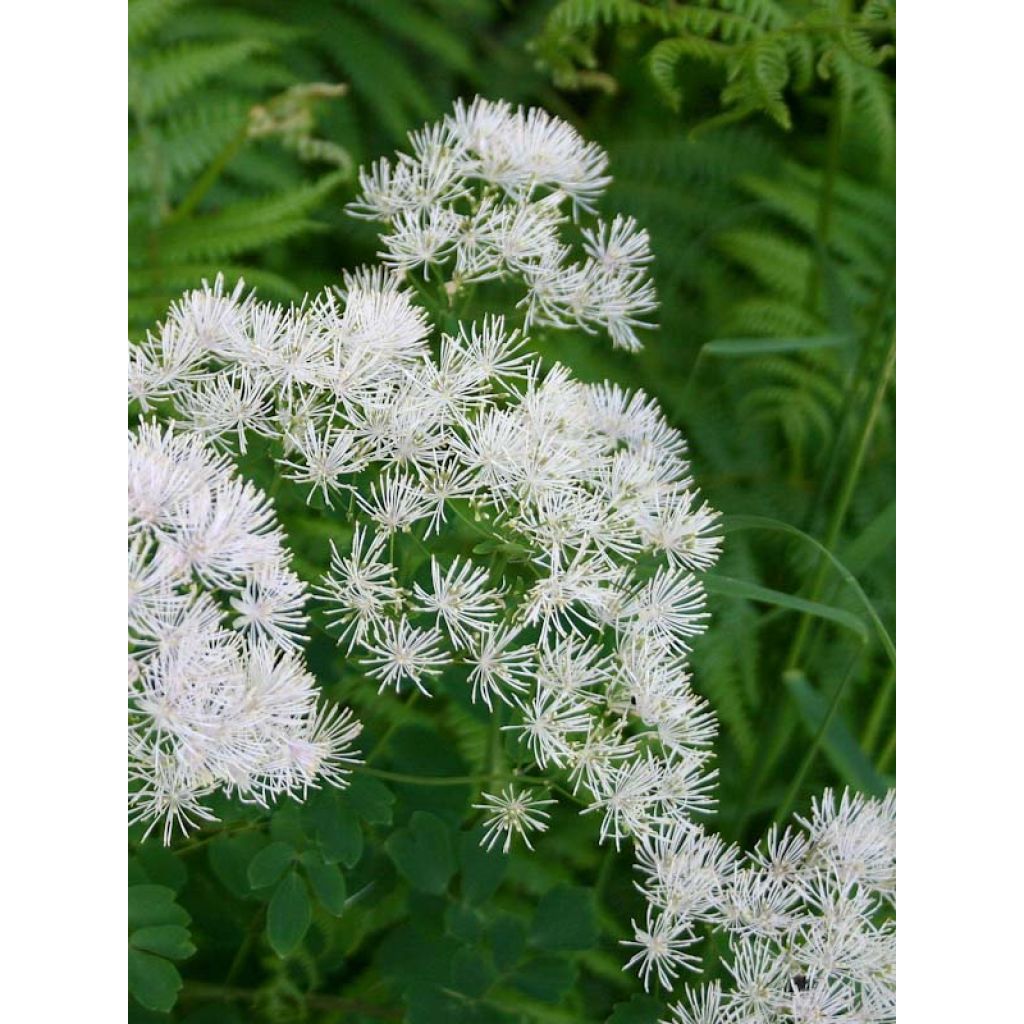 Thalictrum aquilegifolium Album - Akeleiblättrige Wiesenraute