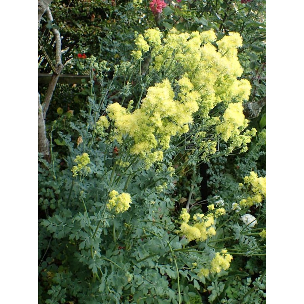 Thalictrum flavum subsp.glaucum - Graublättrige Wiesenraute