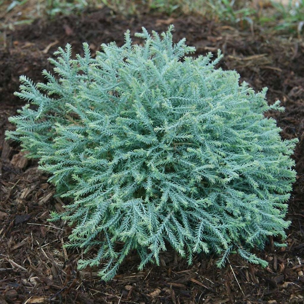 Thuja occidentalis Pancake Concesarini