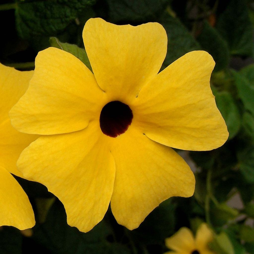 Thunbergia alata