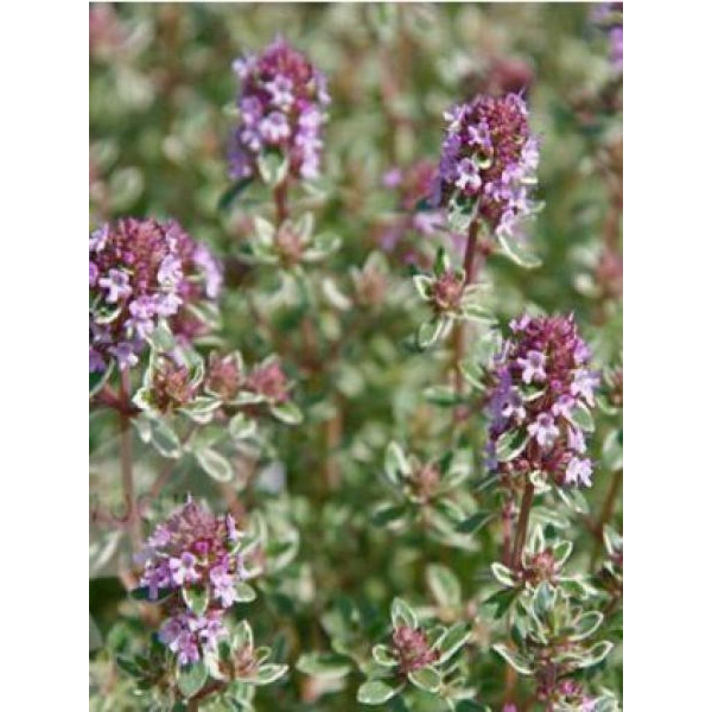 Echter Thymian Silver Posie - Thymus vulgaris