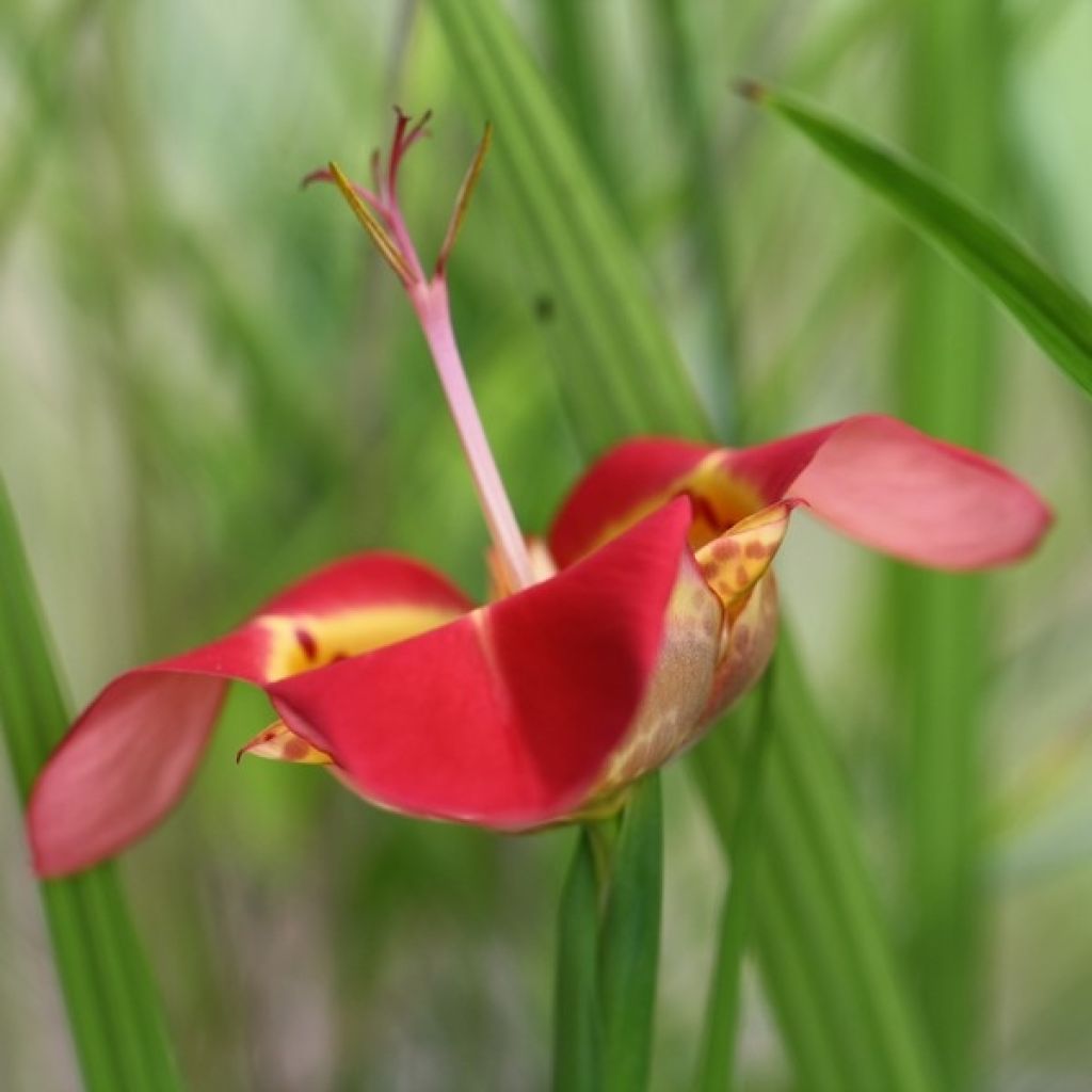 Tigridia pavonia Speciosa - Tigerblume