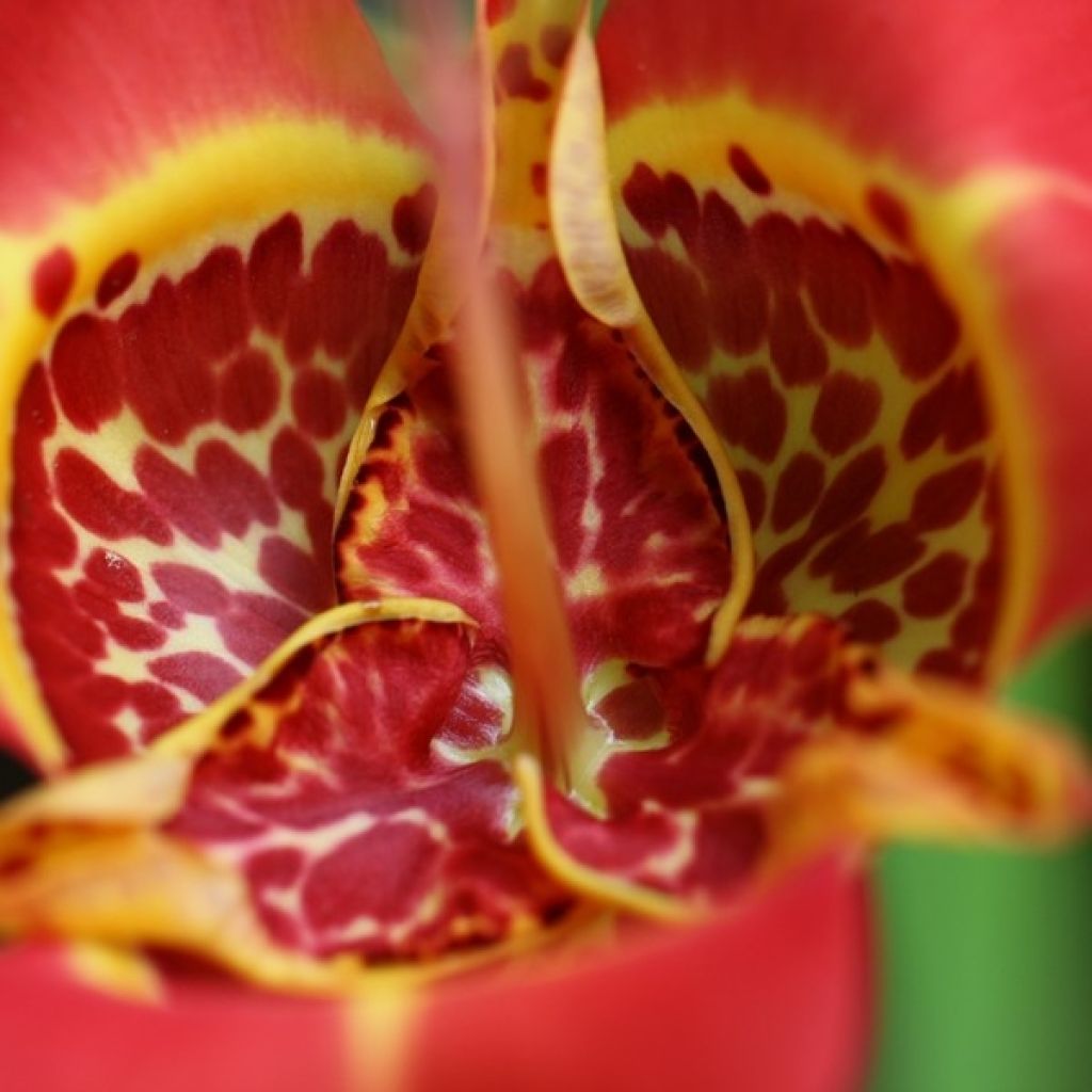 Tigridia pavonia Speciosa - Tigerblume