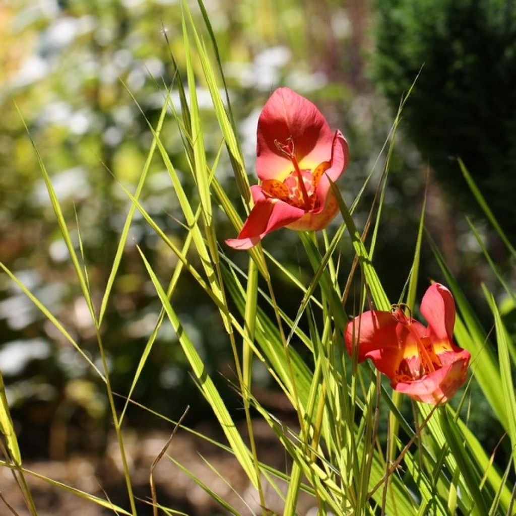 Tigridia pavonia Speciosa - Tigerblume