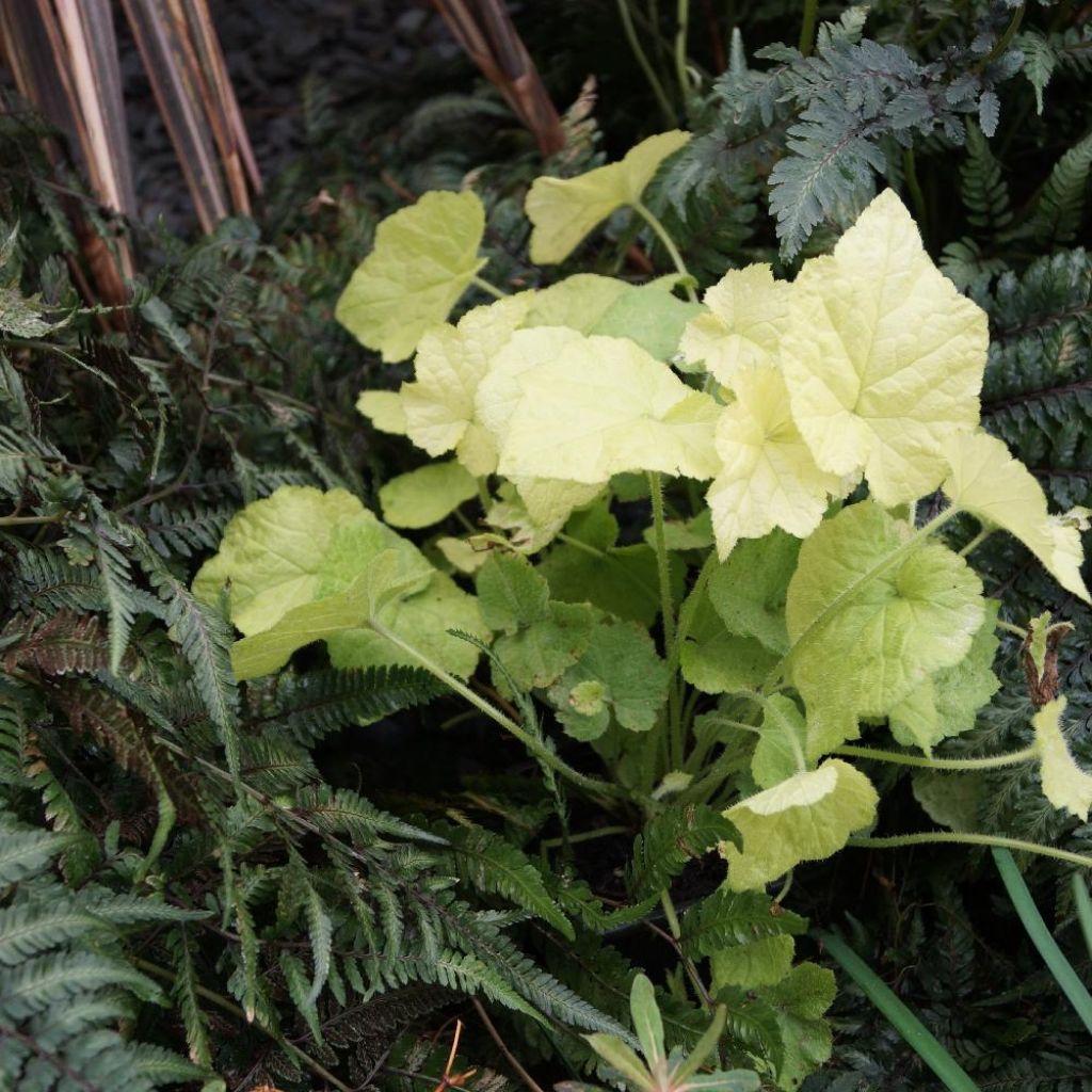 Tolmiea menziesii Cool Gold - Lebendblatt