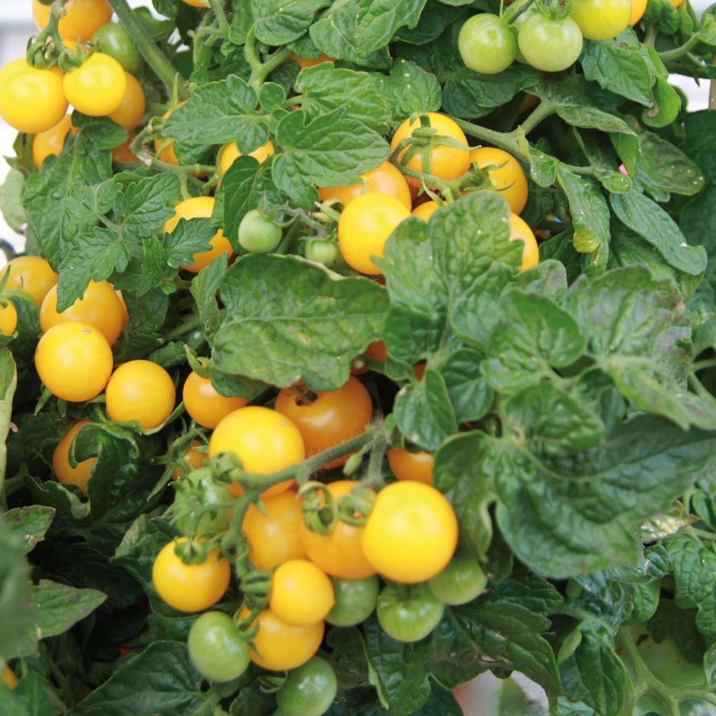 Tomate Pendulina Yellow