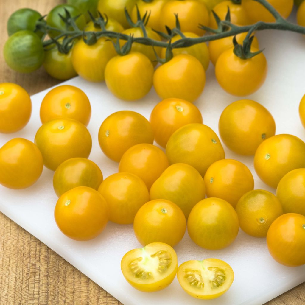 Kirschtomate Cherry Yellow