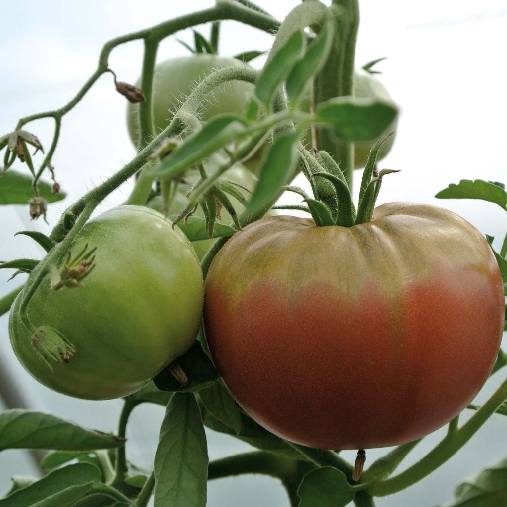 Tomate Chocoprevia F1 Nerondo (Veredelte Tomate)