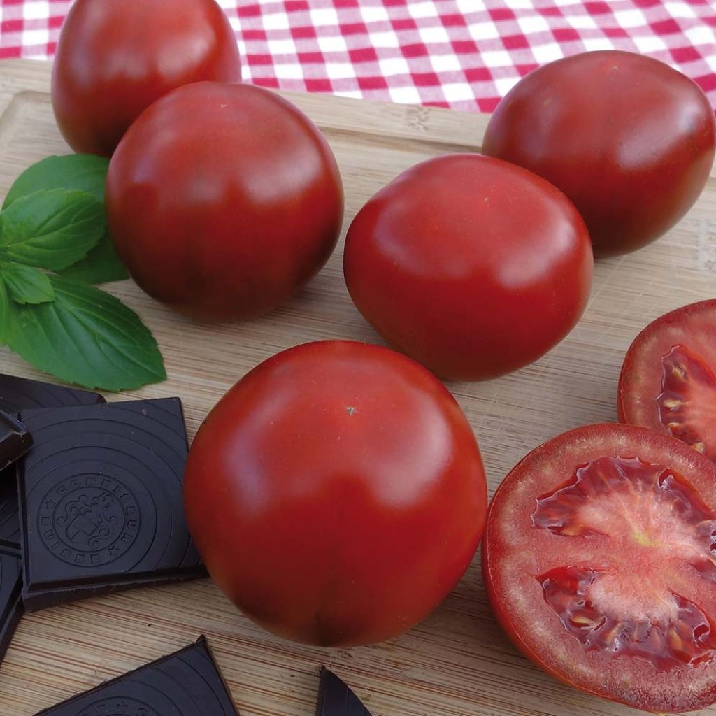 Tomate Chocoprevia F1 Nerondo (Veredelte Tomate)